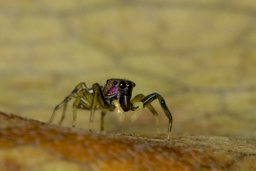 DSC_6585.jpg