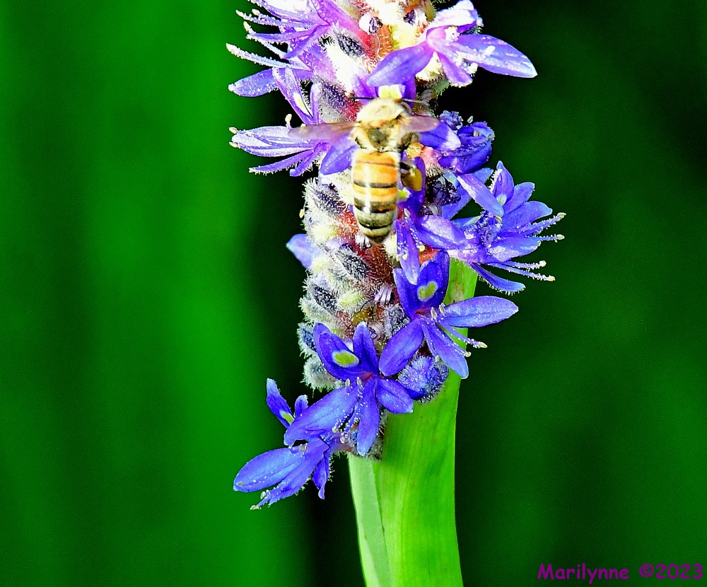 DSC_6585_001.JPG