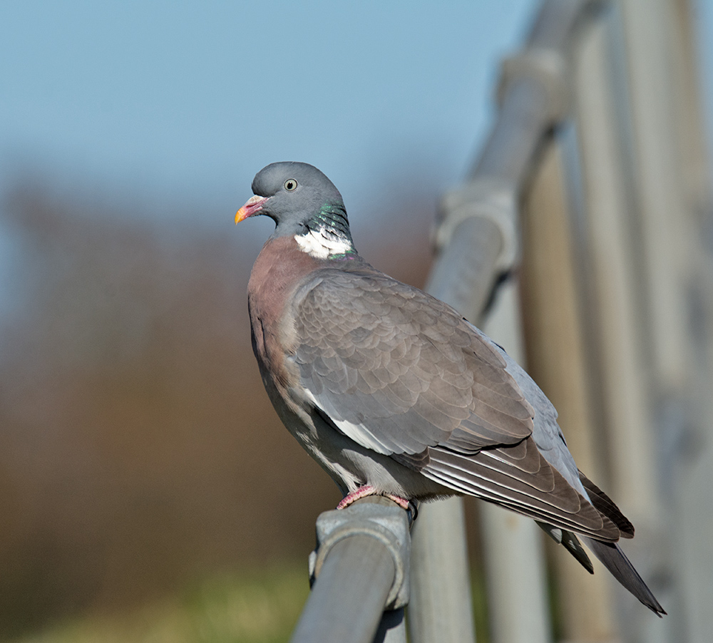 DSC_6588.jpg