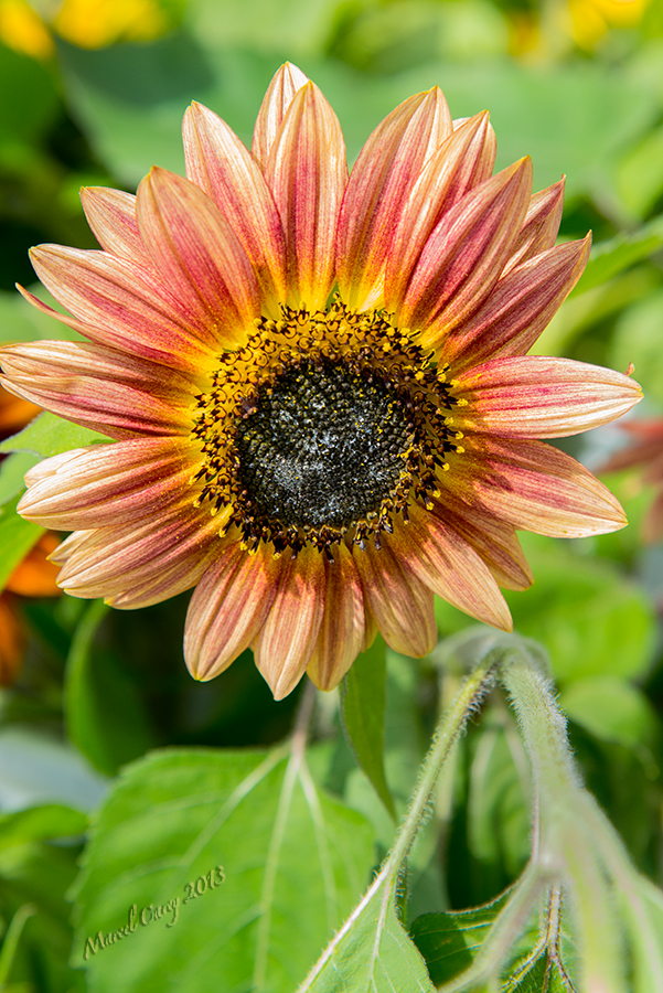 DSC_6588.jpg