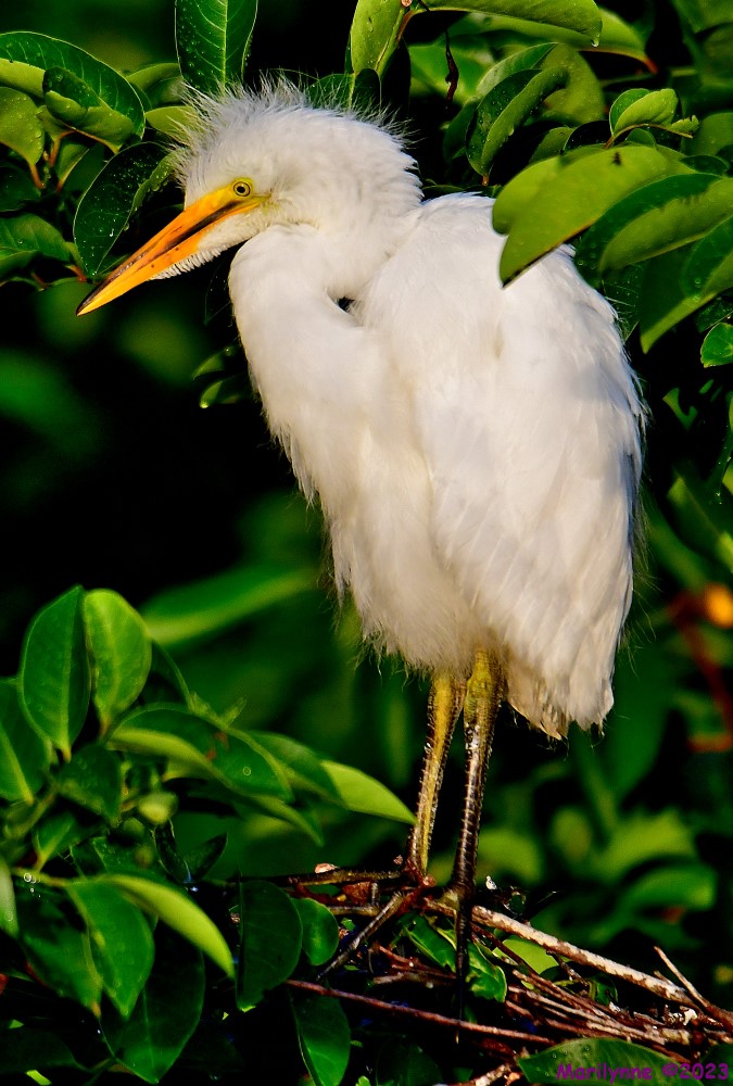 DSC_6588_001.JPG