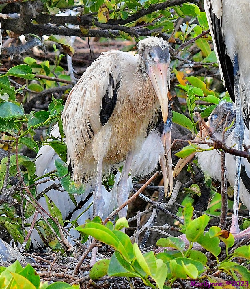 DSC_6589_001.JPG