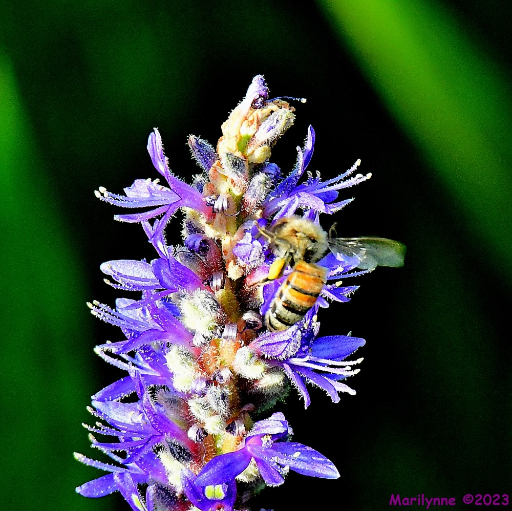 DSC_6589_001.JPG