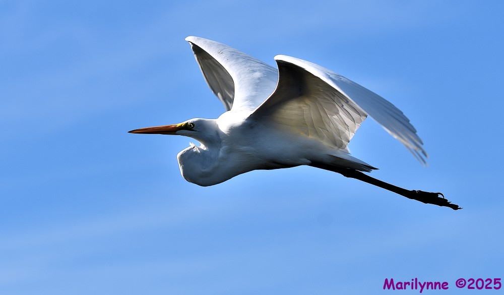 DSC_6589_001.JPG