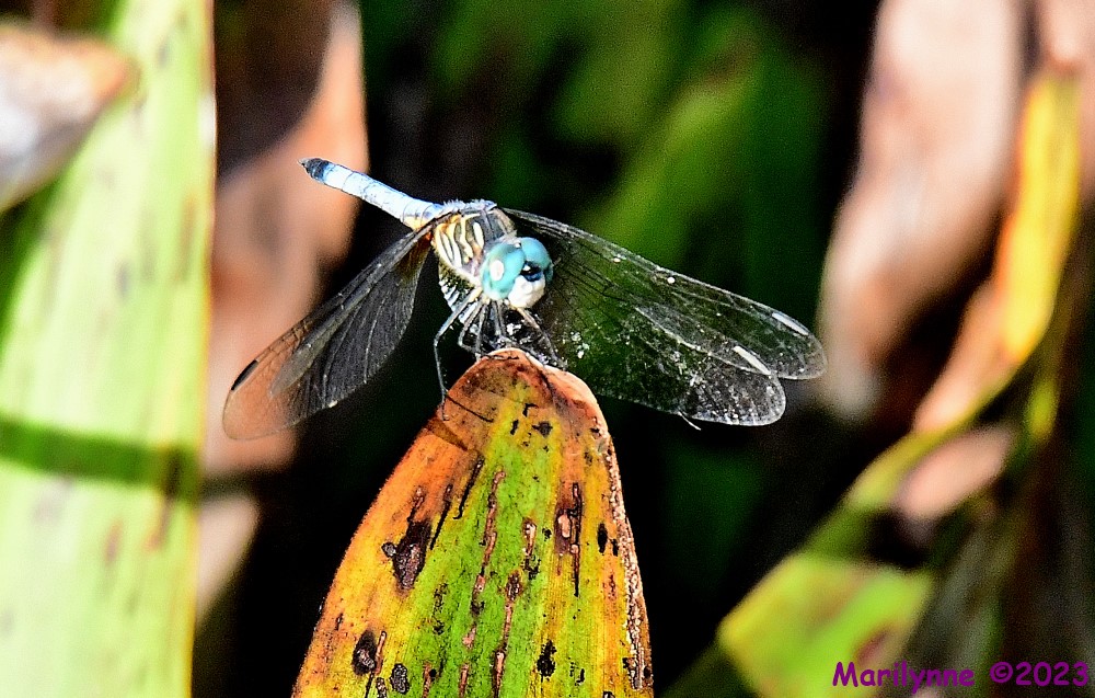 DSC_6590_001.JPG