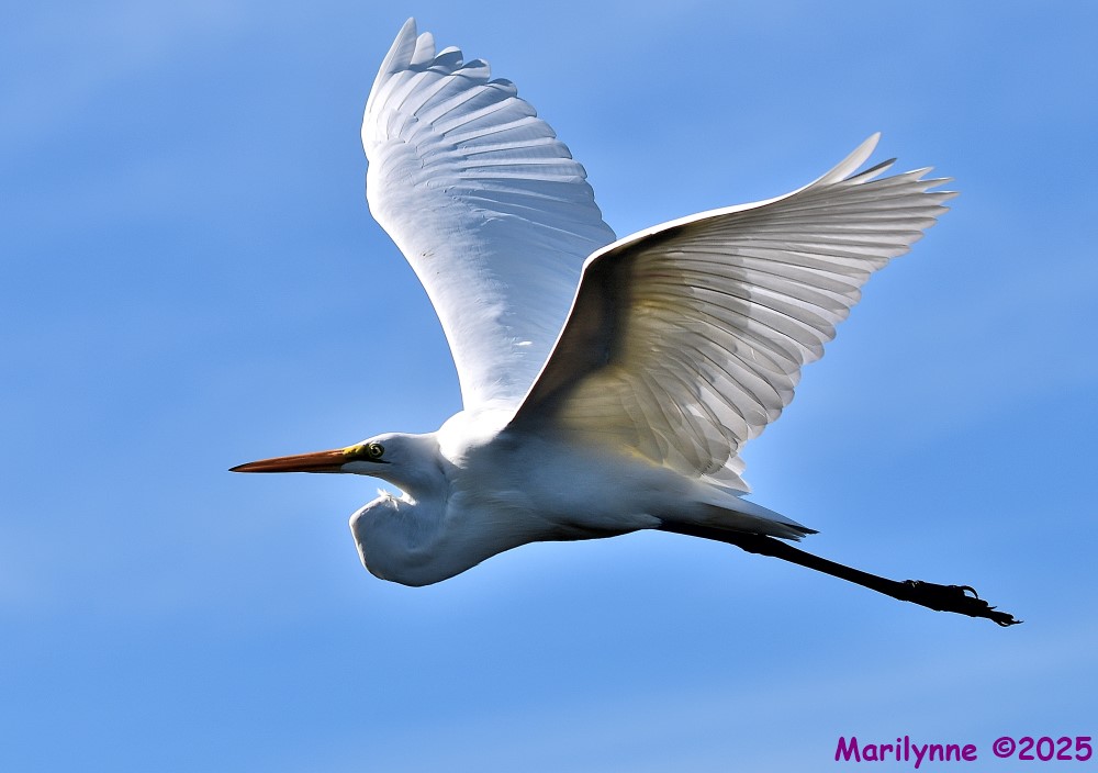 DSC_6590_001.JPG
