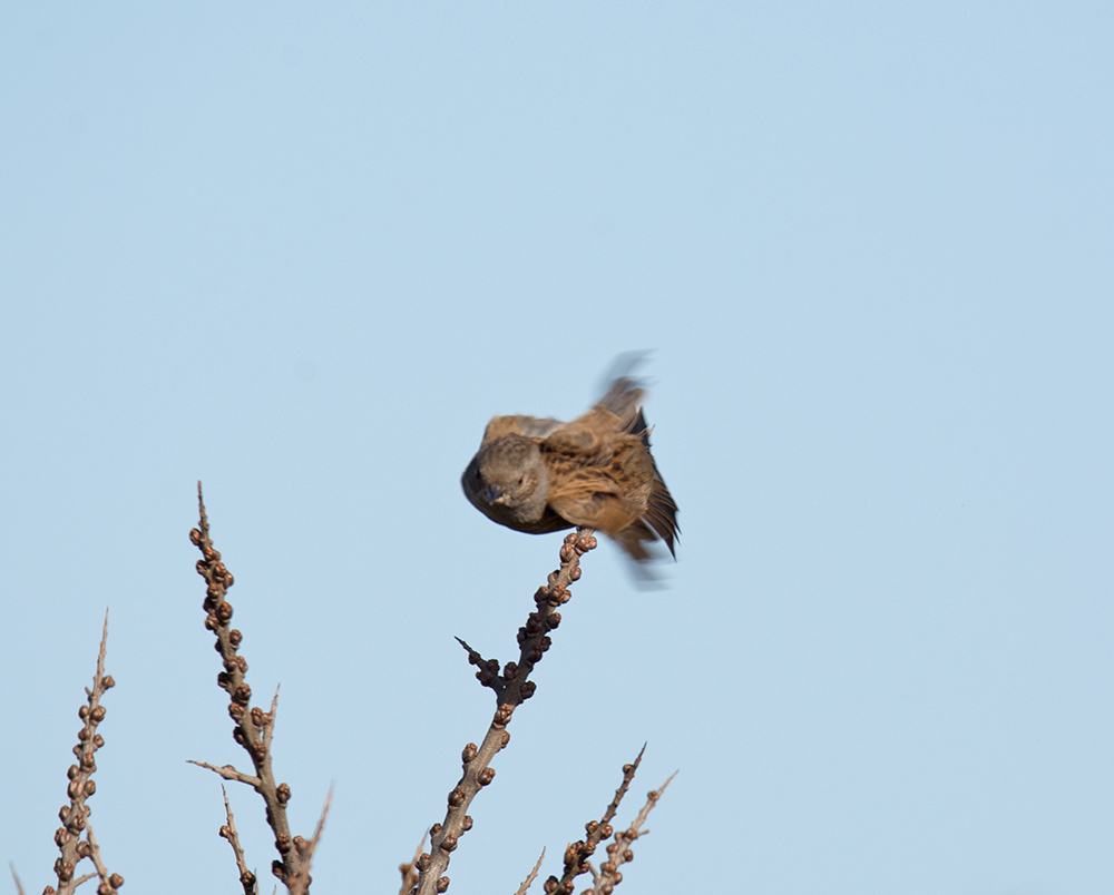 DSC_6591.jpg