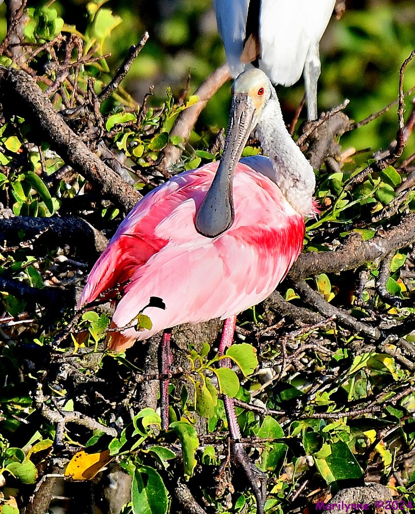 DSC_6592_001.JPG