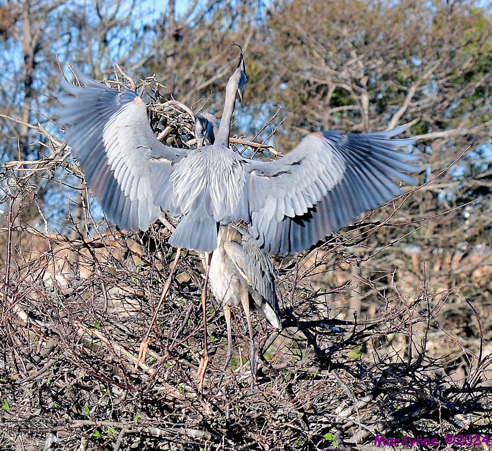 DSC_6593_001.JPG