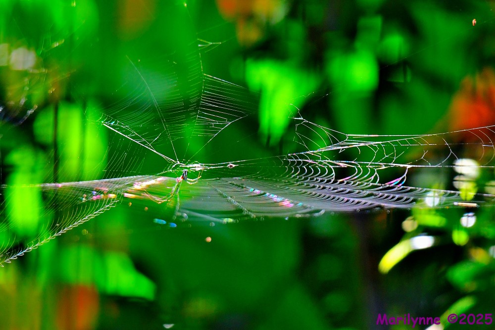 DSC_6594_001.JPG