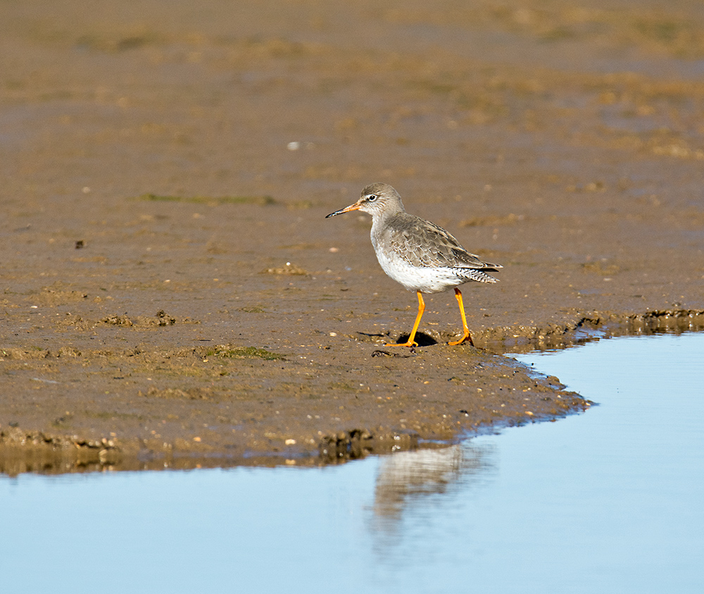 DSC_6595.jpg