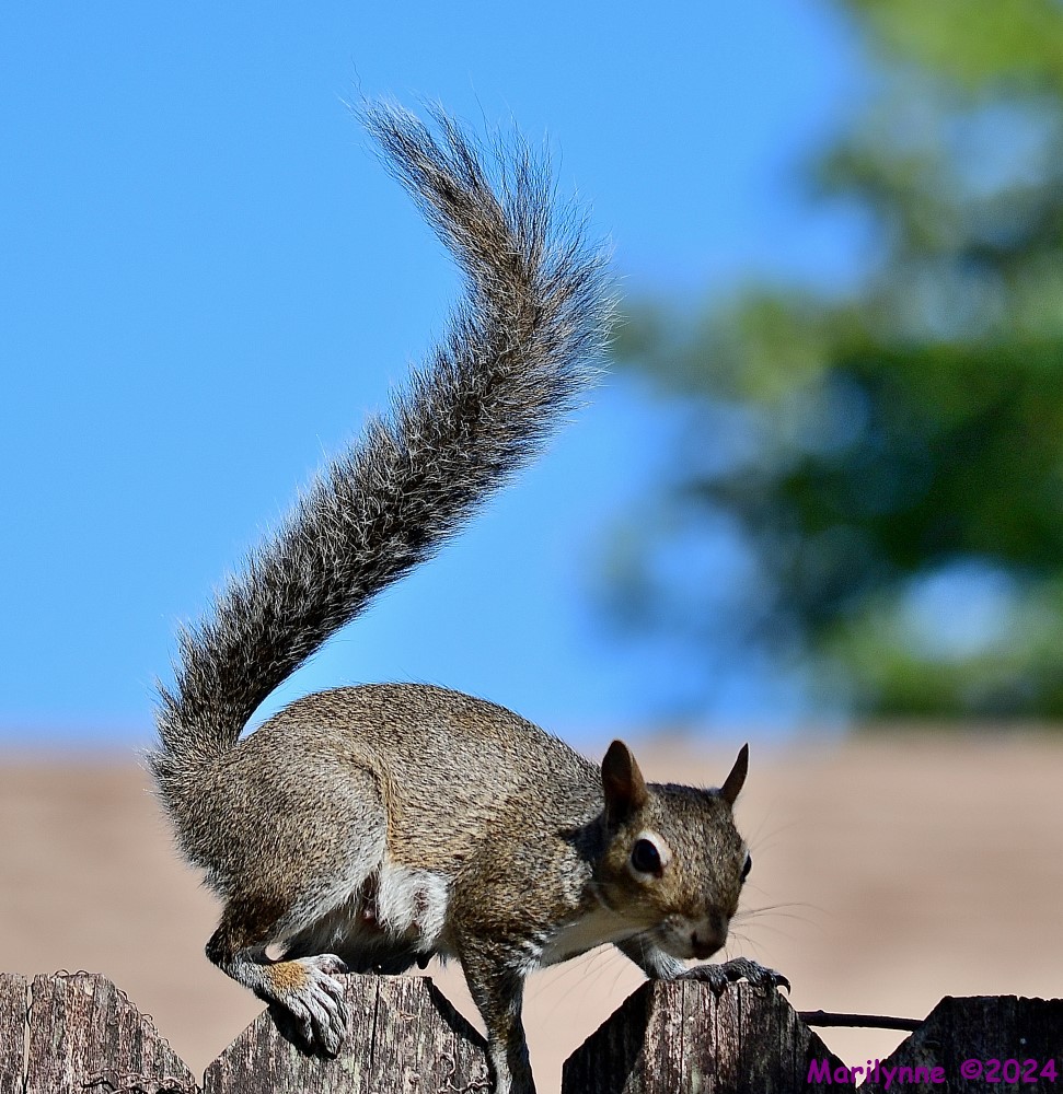 DSC_6597_001.JPG