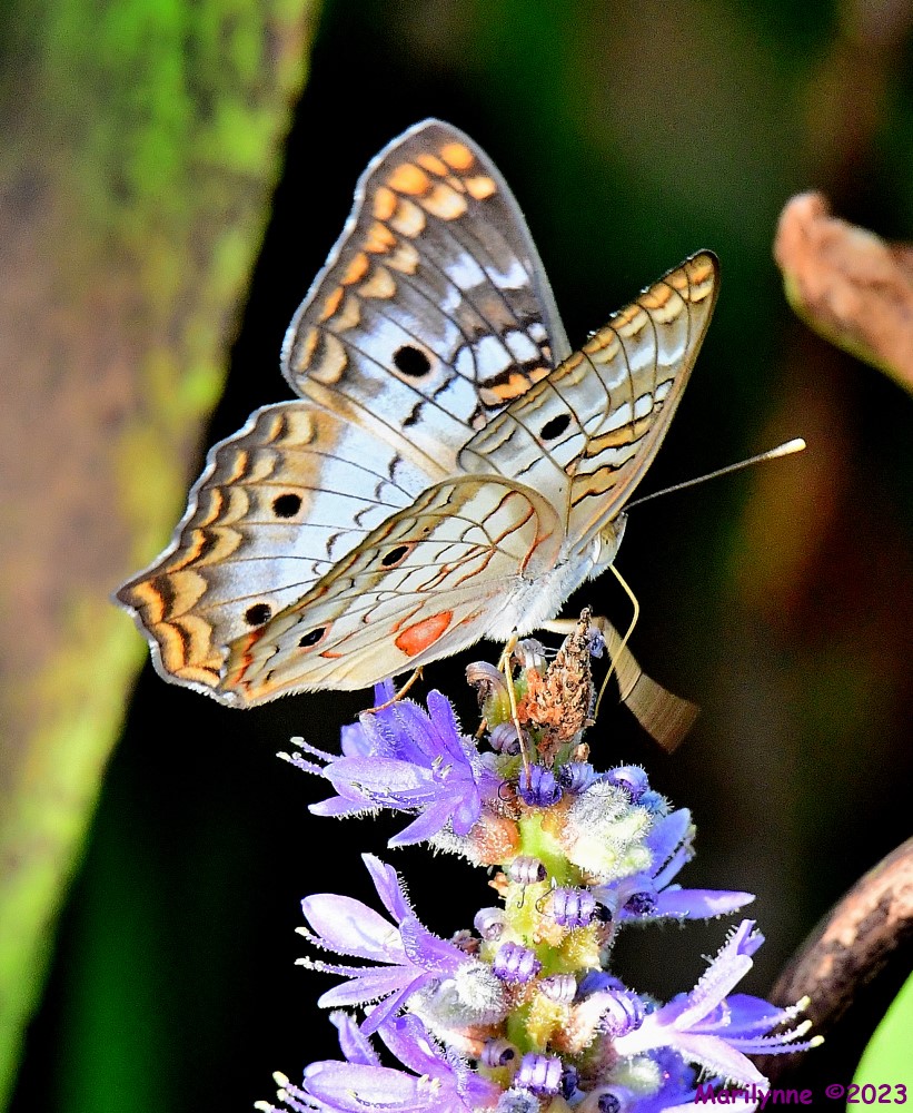 DSC_6598_001.JPG