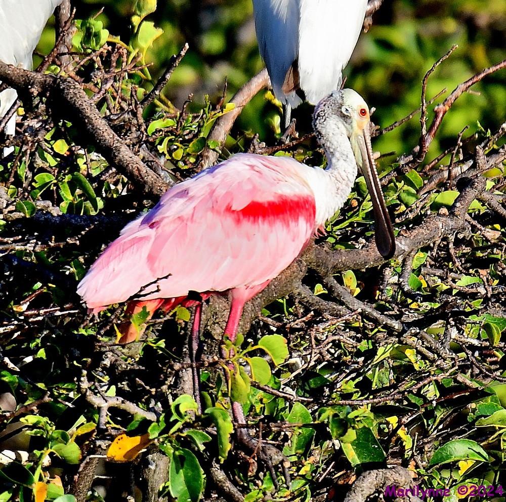 DSC_6599_001.JPG