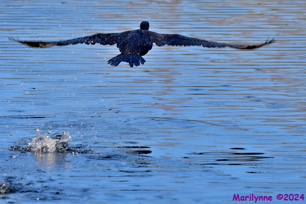 DSC_6600_001.JPG