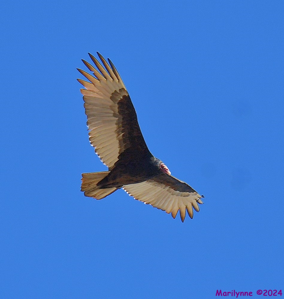 DSC_6600_001.JPG