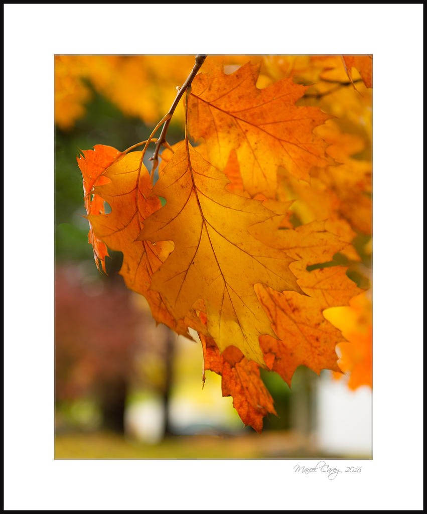 DSC_6601-Modifier.jpg