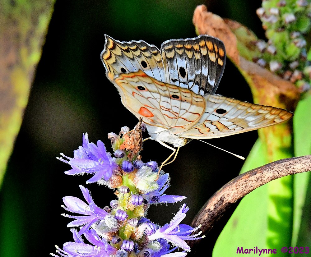 DSC_6601_001.JPG