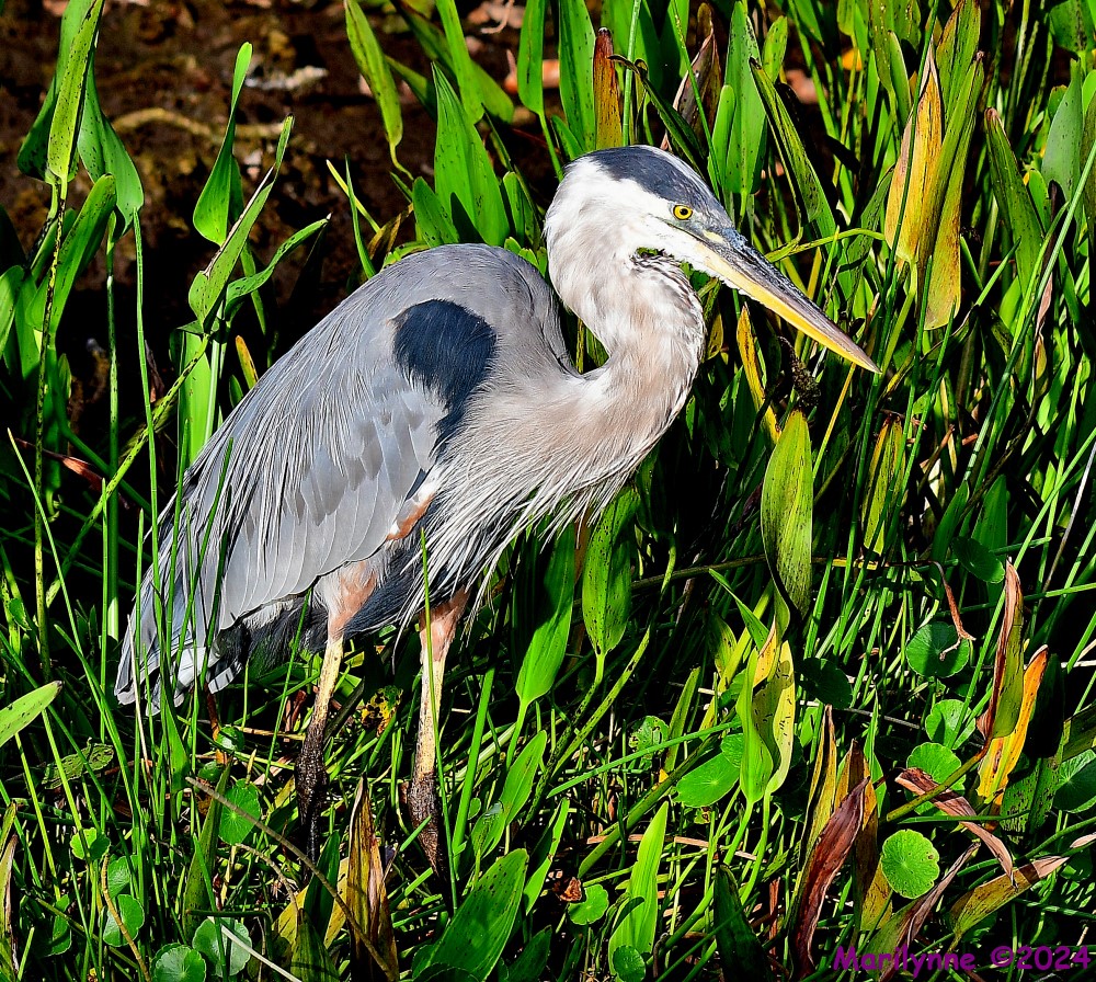 DSC_6601_001.JPG