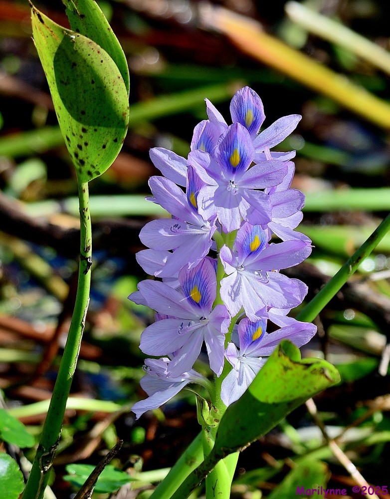 DSC_6601_001.JPG