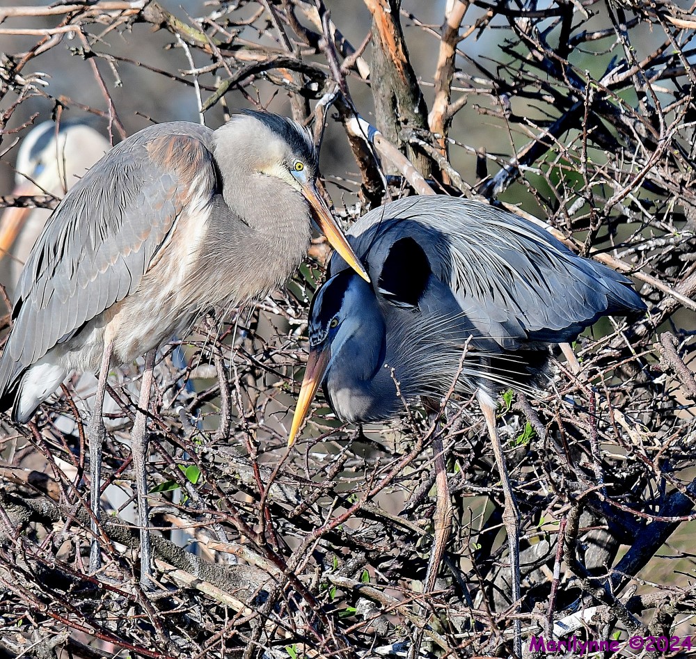 DSC_6602_001.JPG