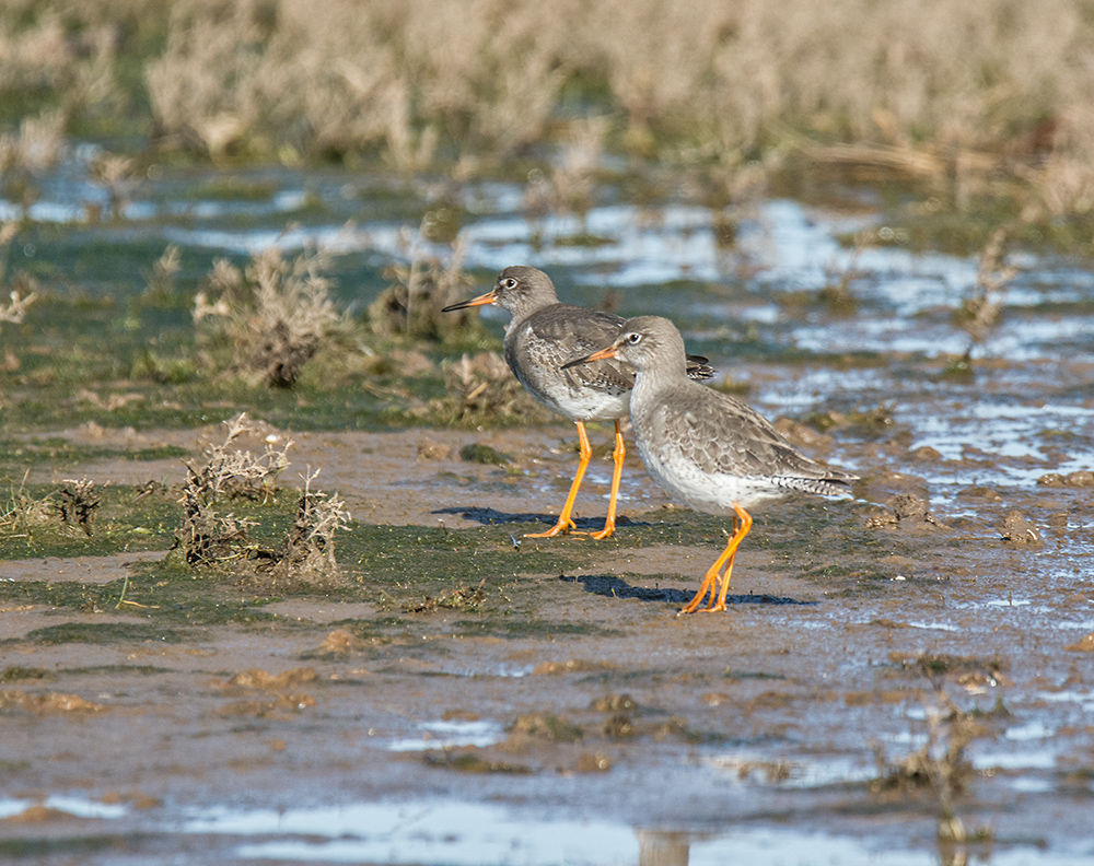 DSC_6603.jpg