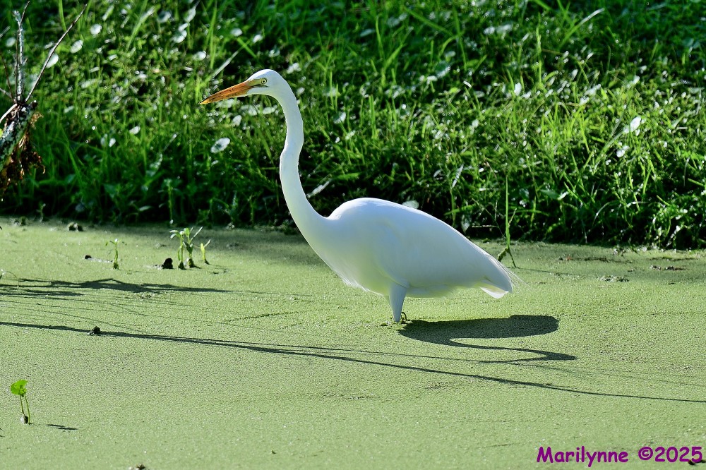 DSC_6603_001.JPG