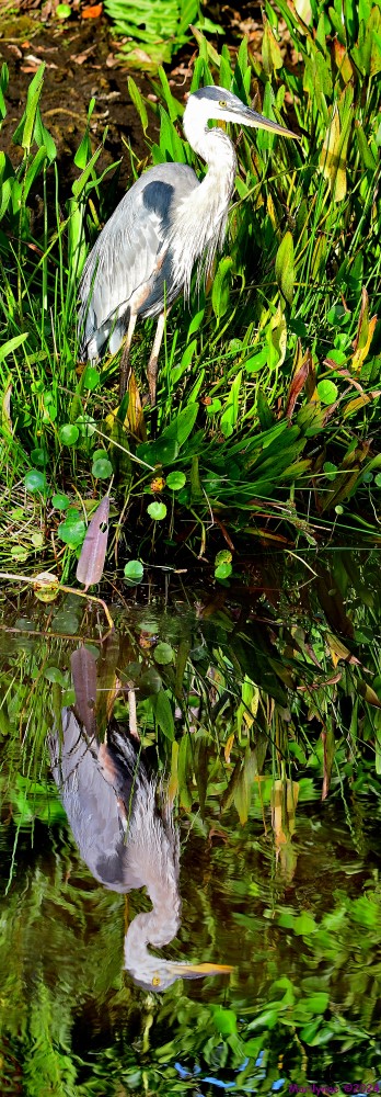 DSC_6603_stitch7_001.JPG
