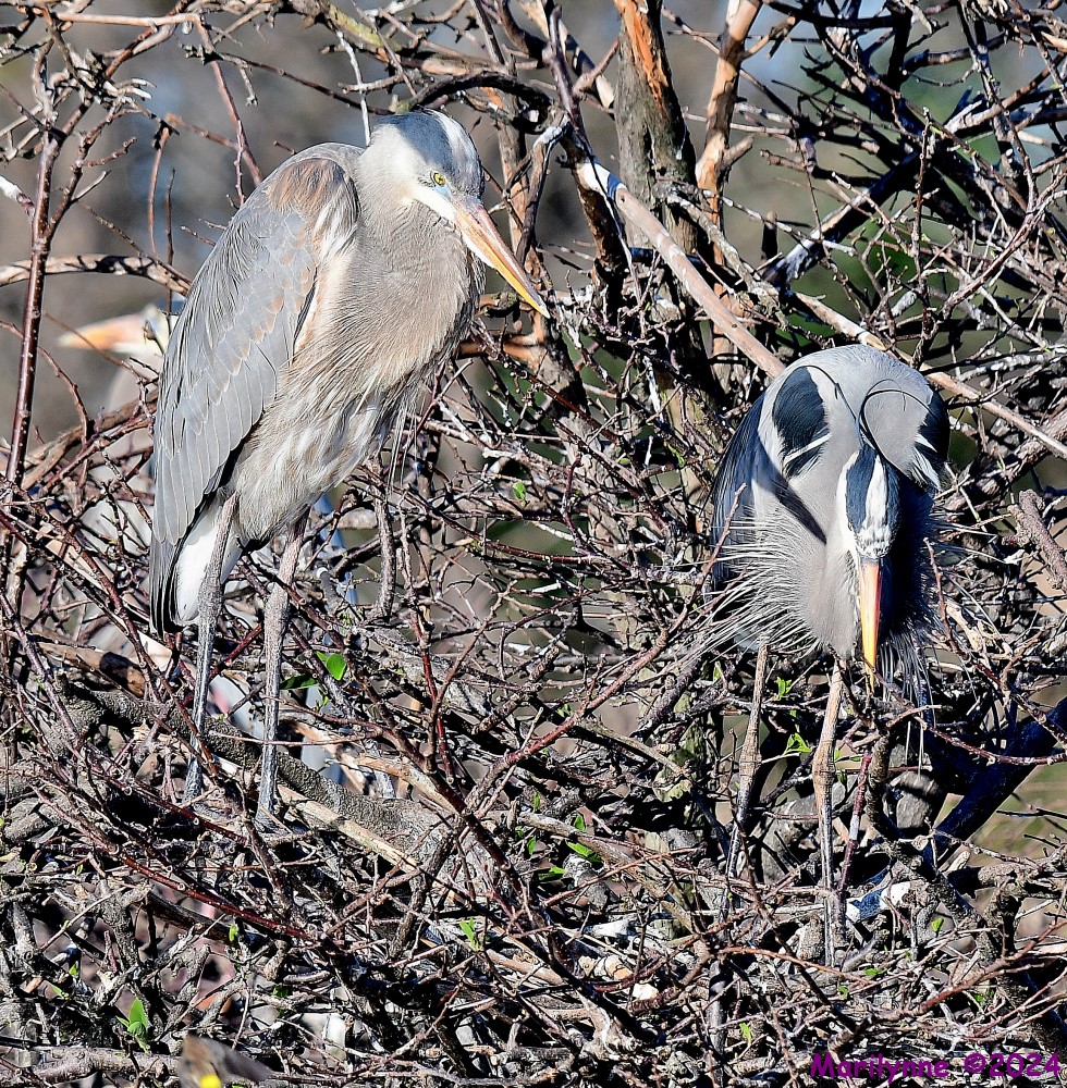 DSC_6605_001.JPG