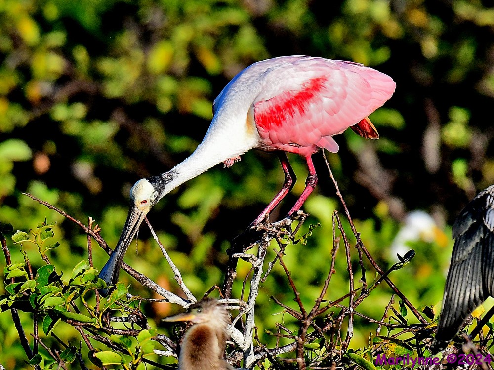 DSC_6606_001.JPG