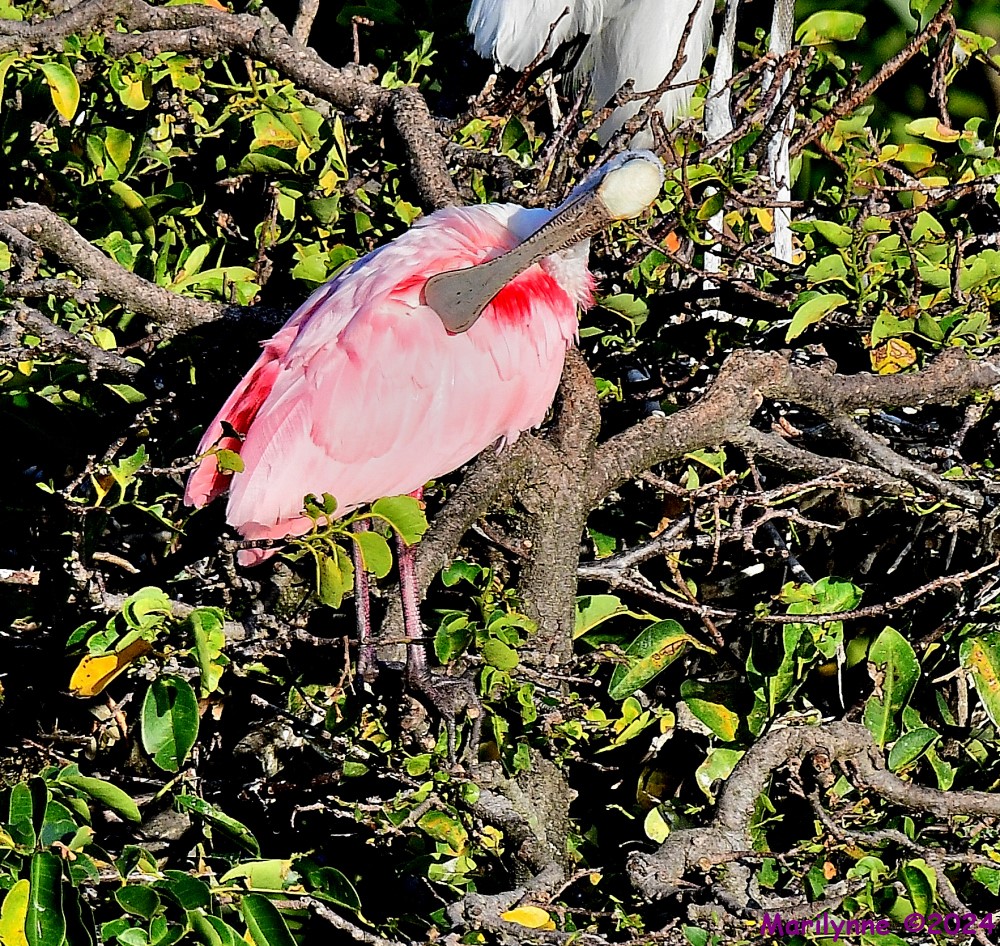 DSC_6607_001.JPG