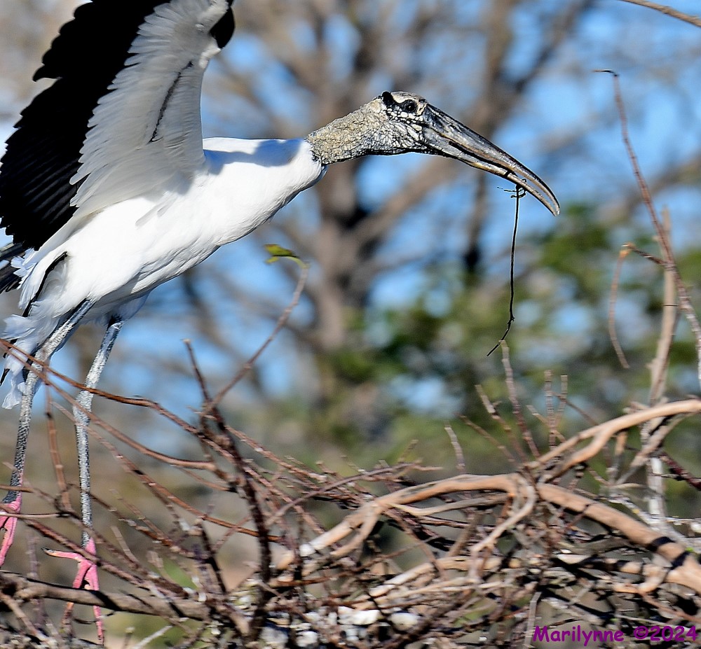DSC_6608_001.JPG