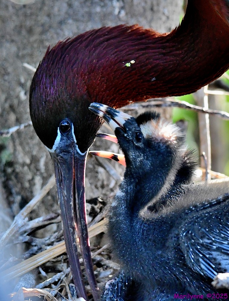 DSC_6608_001.JPG