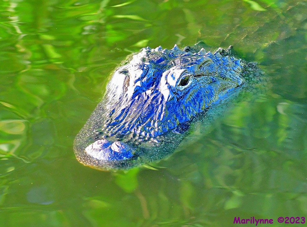 DSC_6609_001.JPG