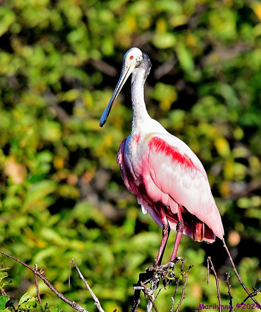 DSC_6609_001.JPG