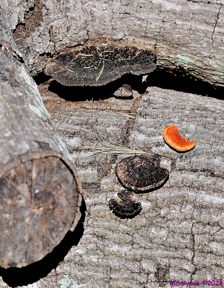 DSC_6609_001.JPG
