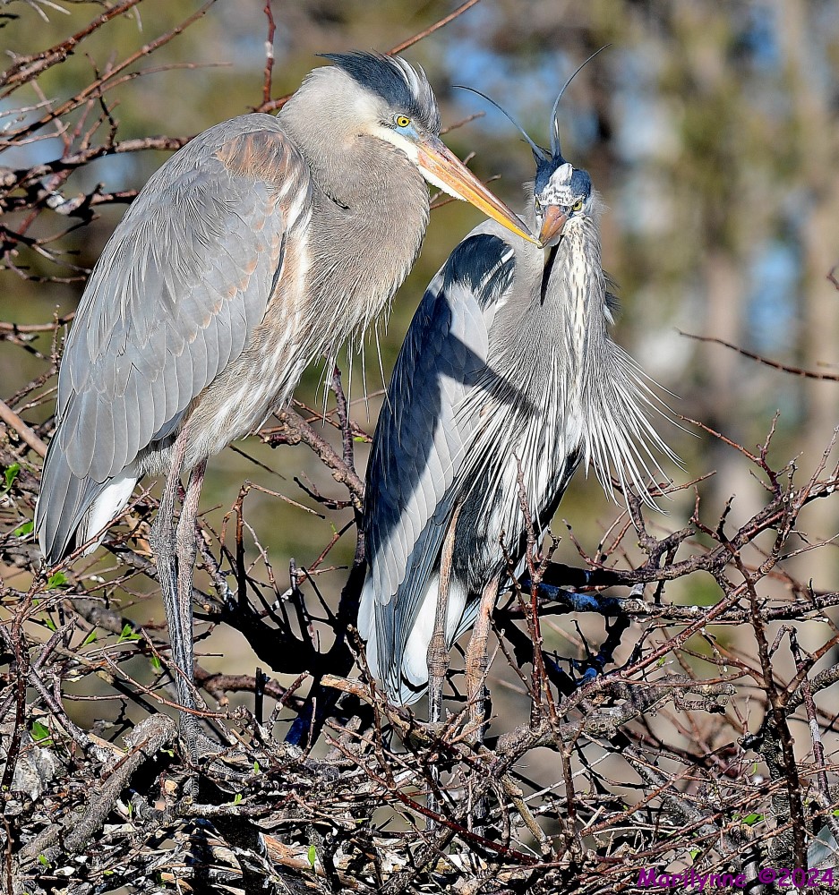 DSC_6610_001.JPG
