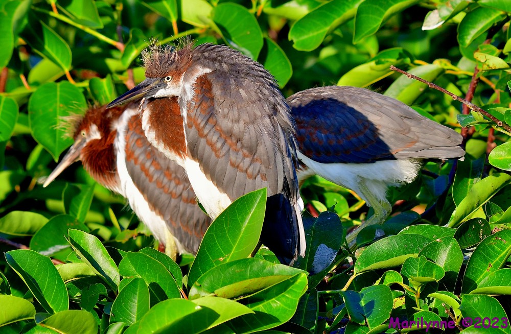 DSC_6612_001.JPG