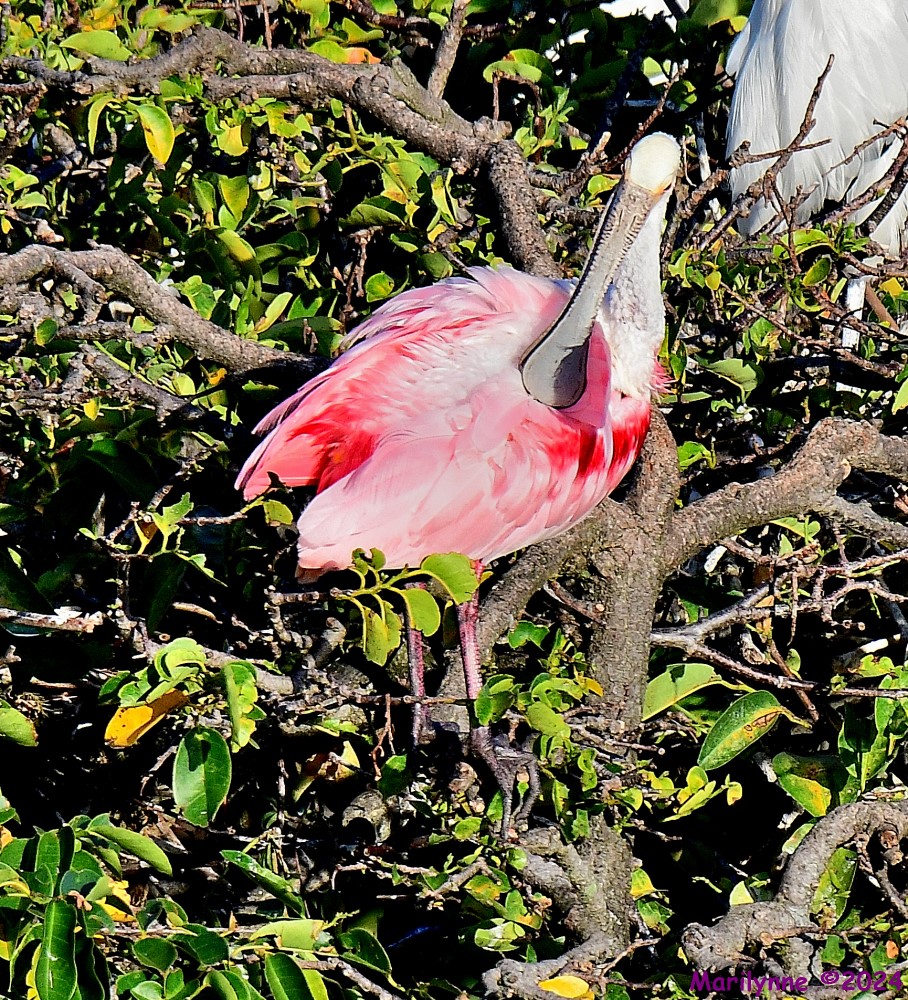 DSC_6612_001.JPG