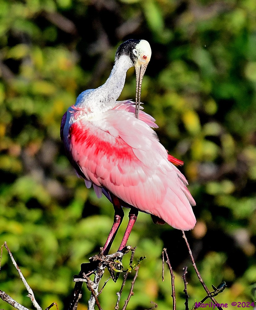 DSC_6613_001.JPG