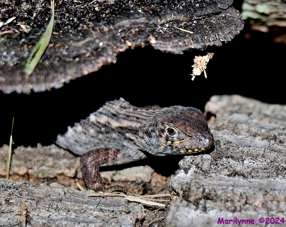 DSC_6615_001.JPG
