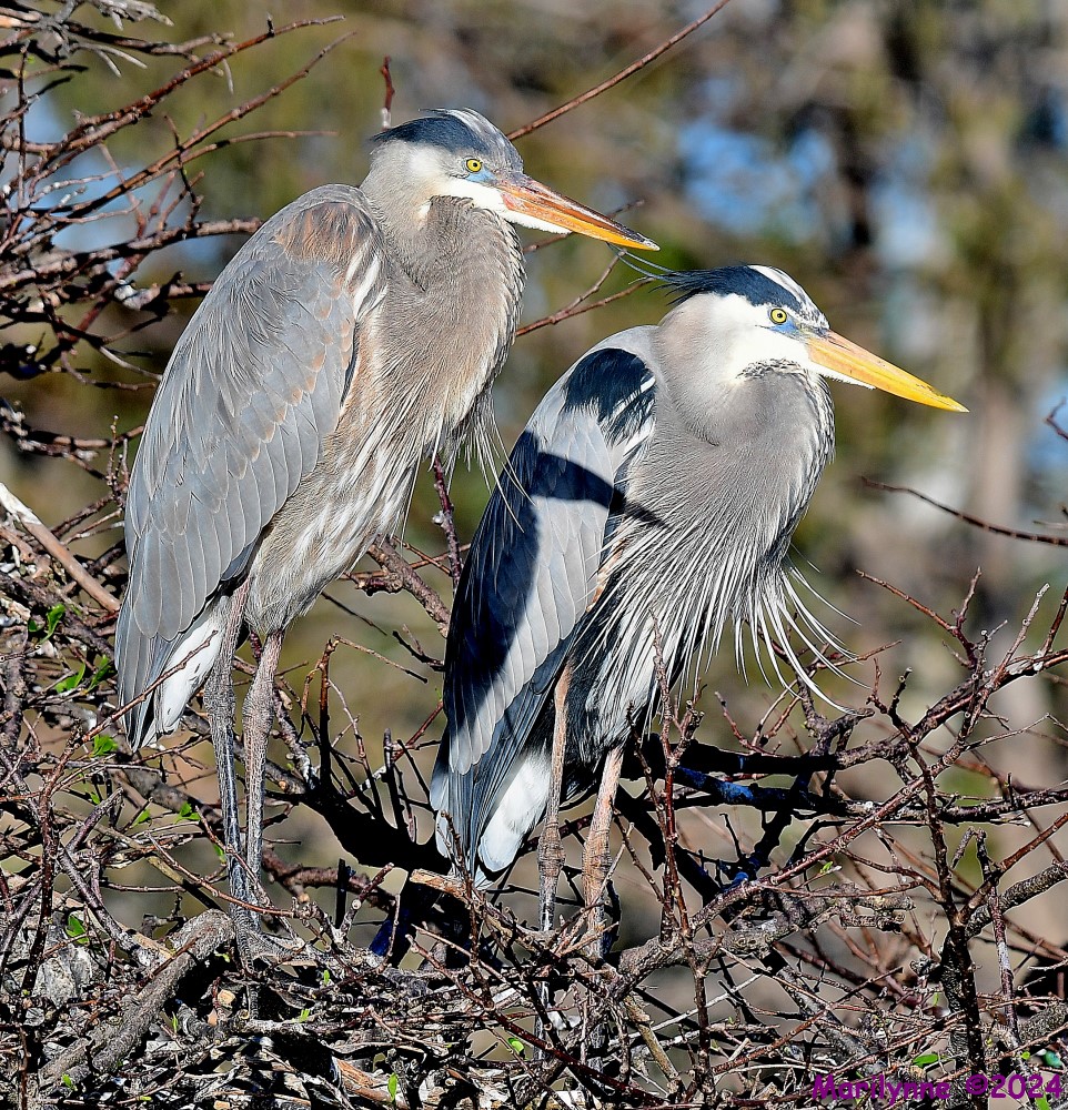 DSC_6616_001.JPG