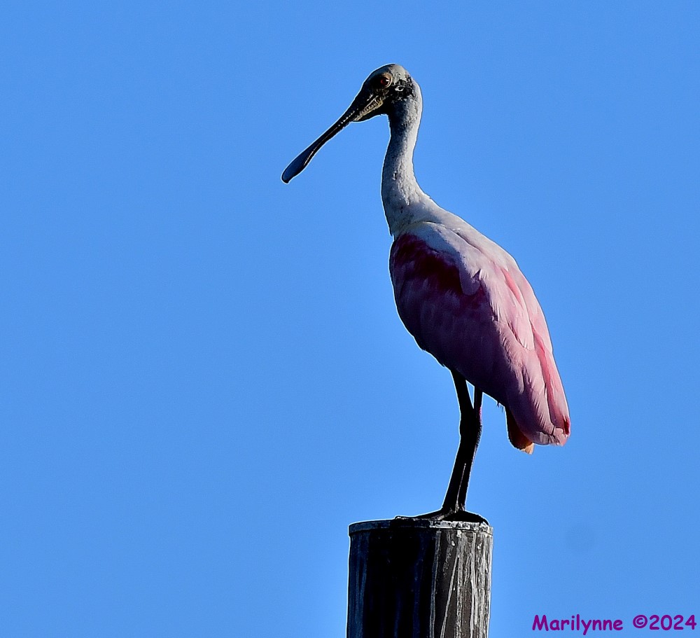 DSC_6617_001.JPG