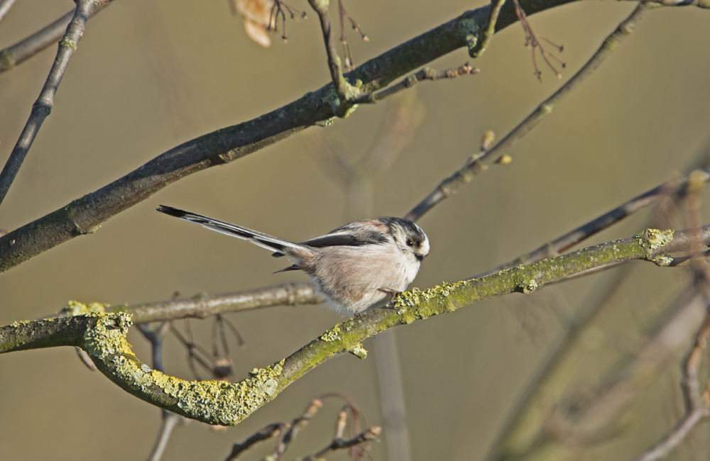 DSC_6618.jpg