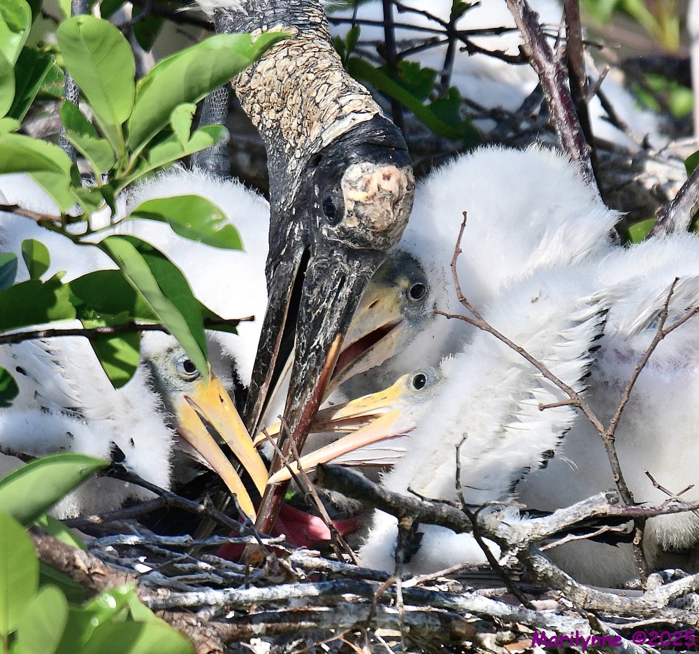 DSC_6618_001.JPG
