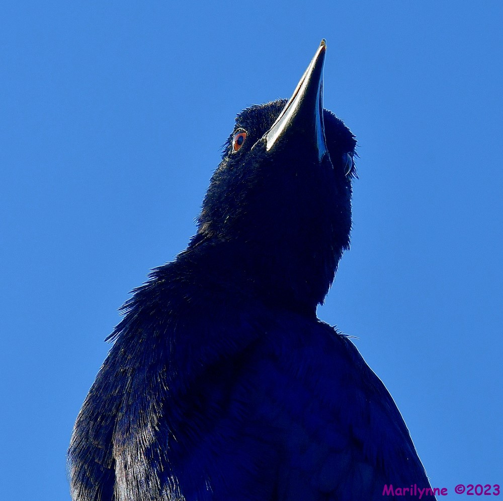 DSC_6620_001.JPG