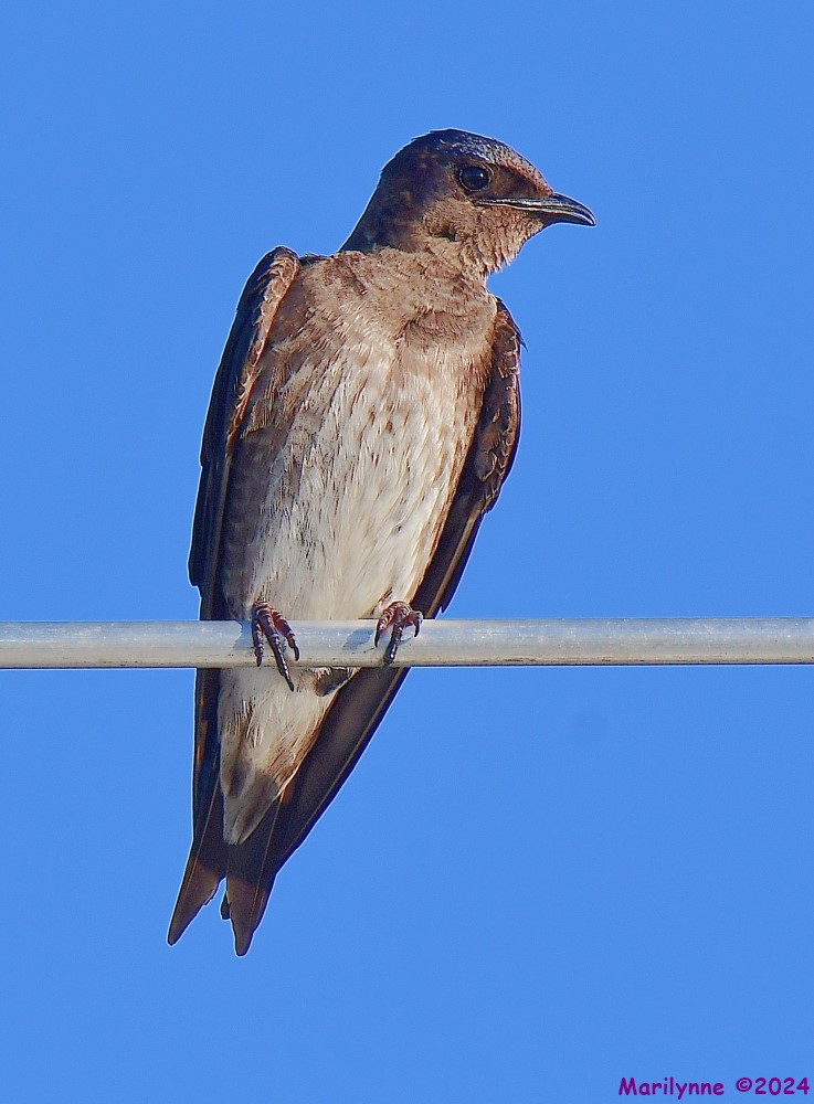 DSC_6620_001.JPG