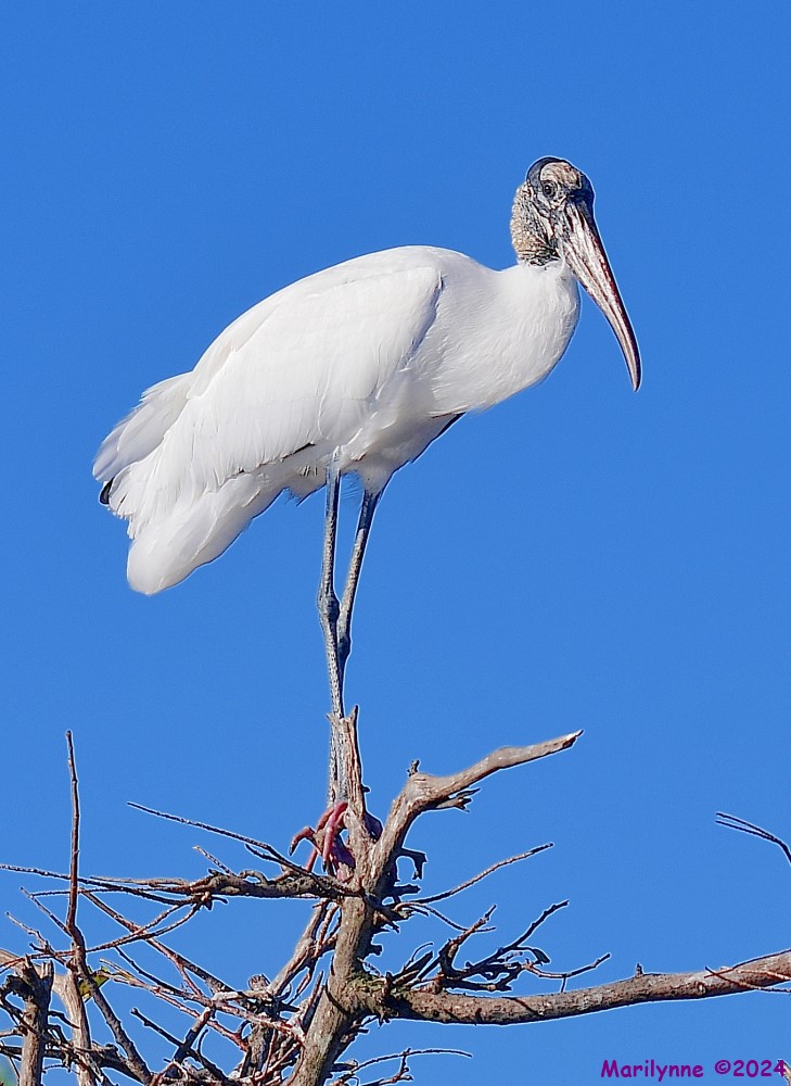 DSC_6621_001.JPG