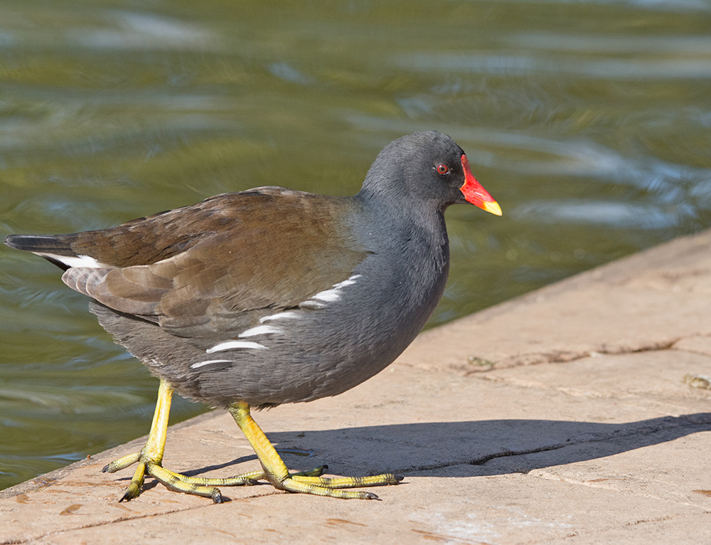 DSC_6623.jpg