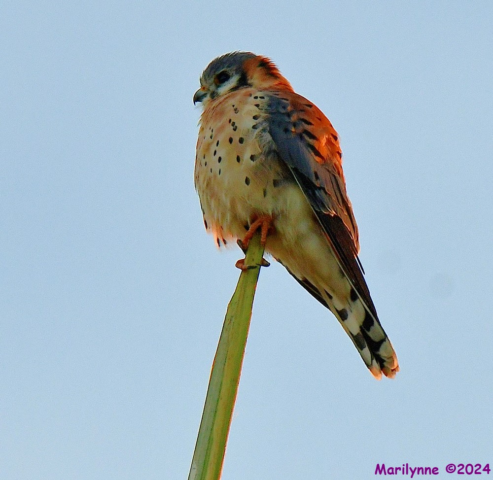DSC_6623_001.JPG